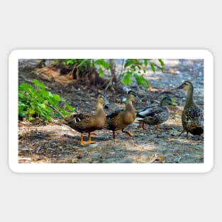 A Crested Mallard Duck Sticker